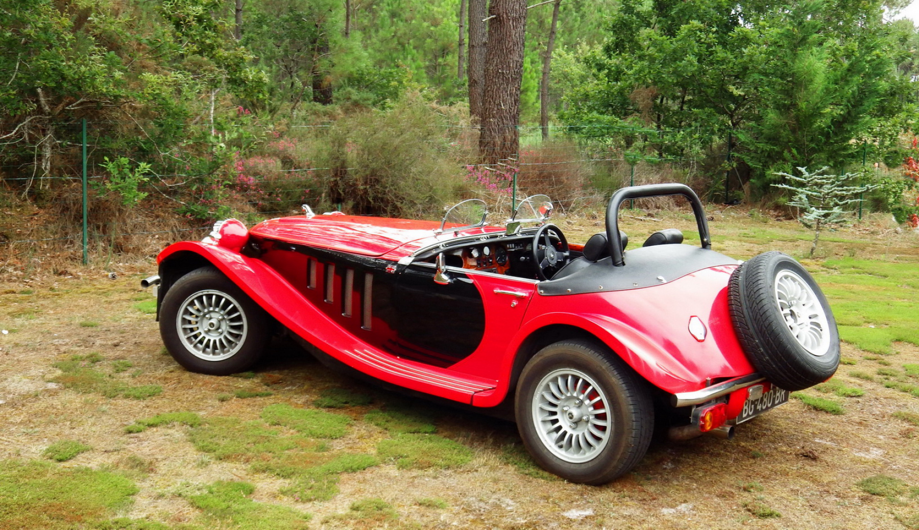 Illustration - Panther