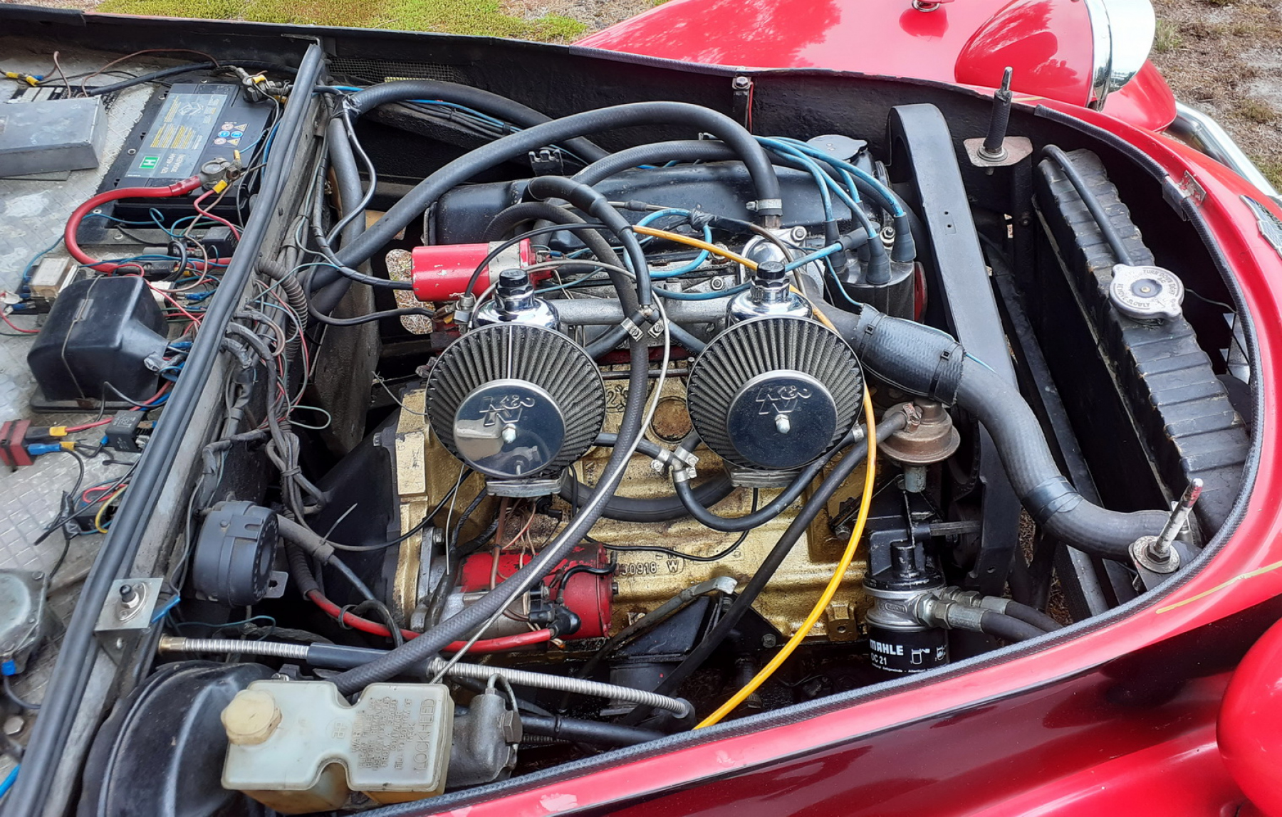 Illustration - Panther