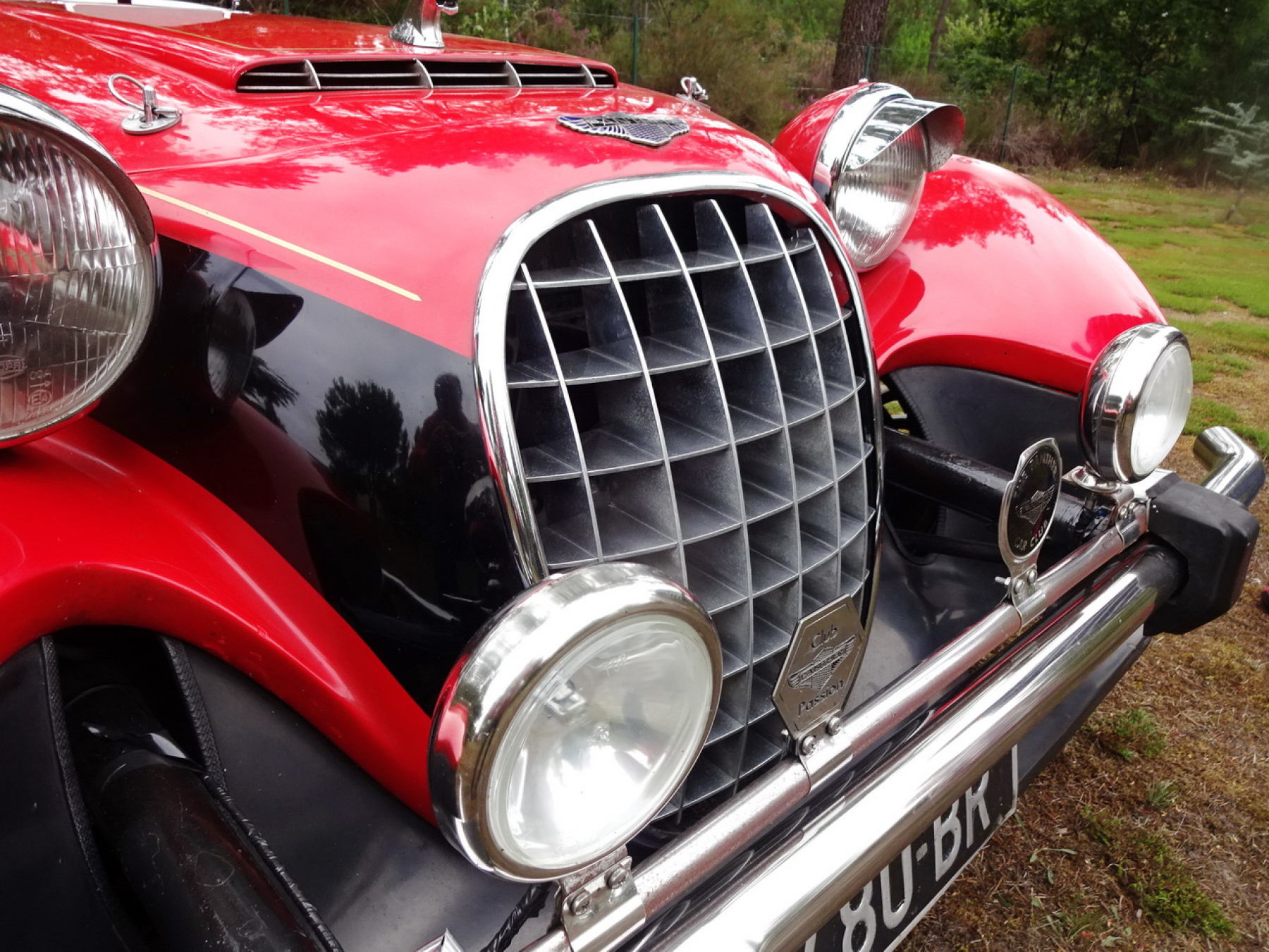 Illustration - Panther